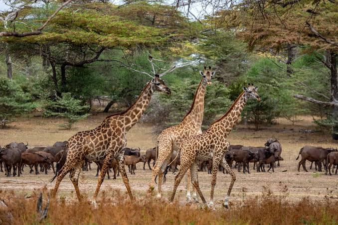 Nyerere National Park: Wild Dog, Rufiji River, and Southern Tanzania