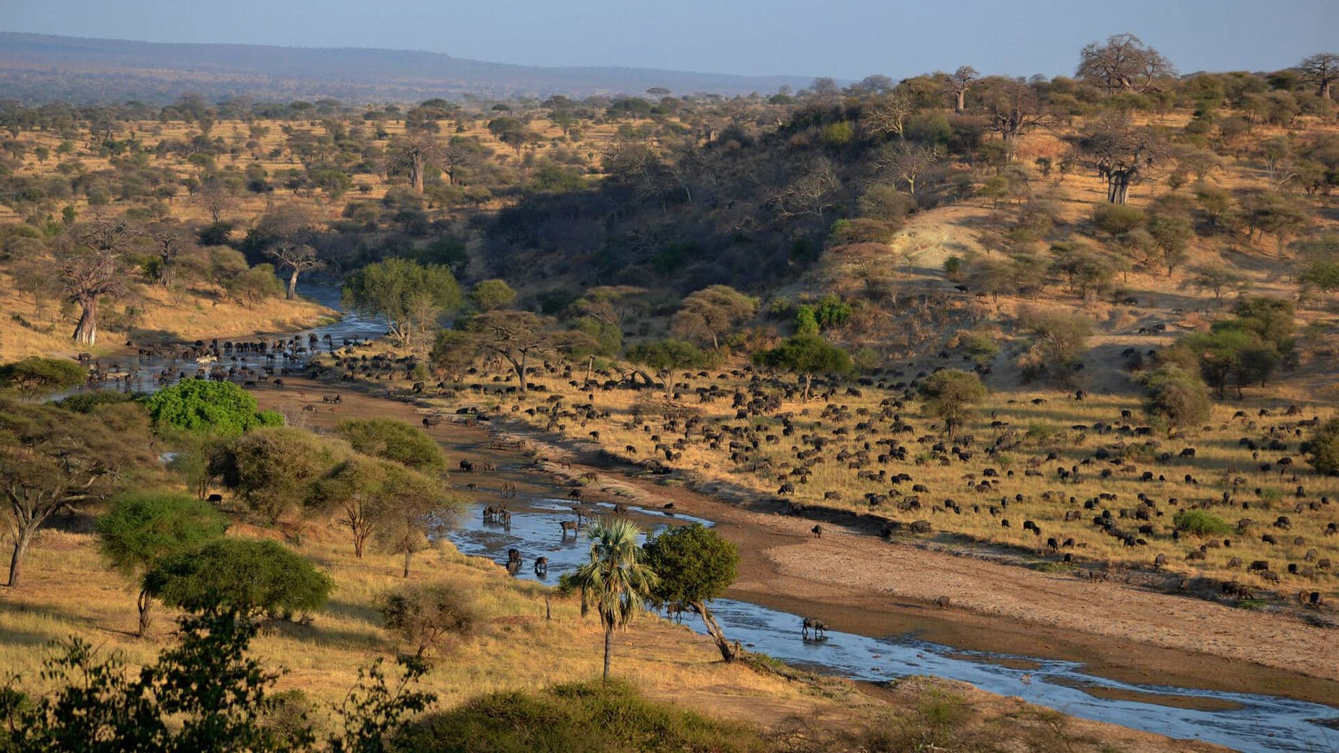 Tarangire National Park: Elephants, Baobabs, and Silale Swamp