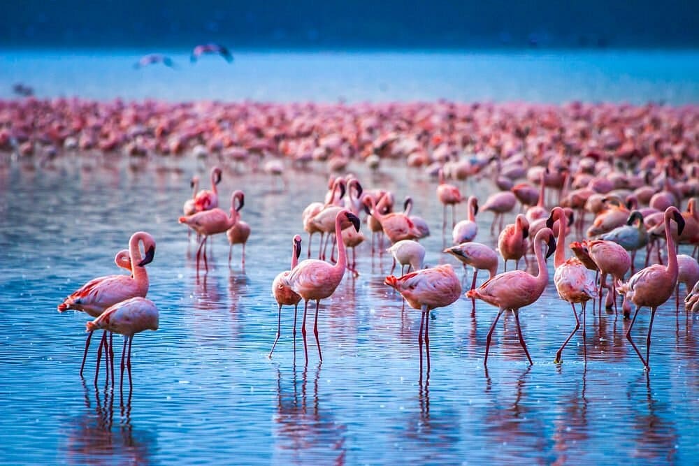Lake Nakuru National Park: Flamingos, Rhinos, and Rift Valley Scenery