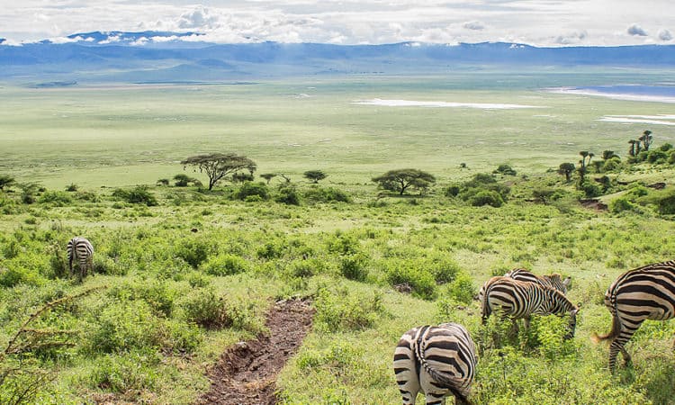 Ngorongoro Conservation Area and Crater