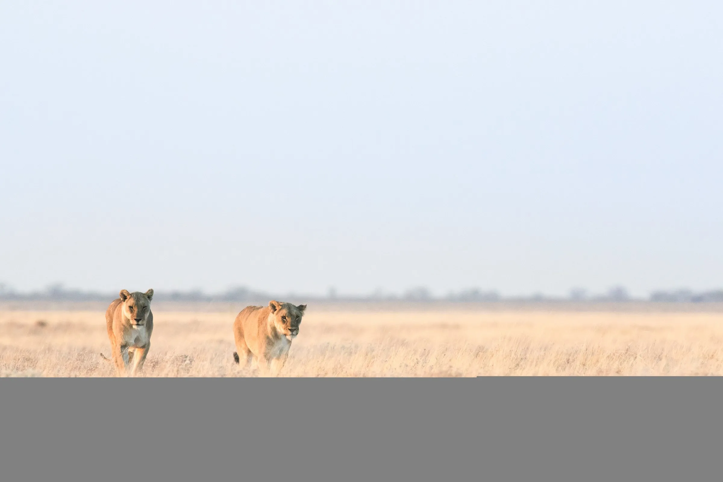 Lionesses moving across the Maasai Mara plains