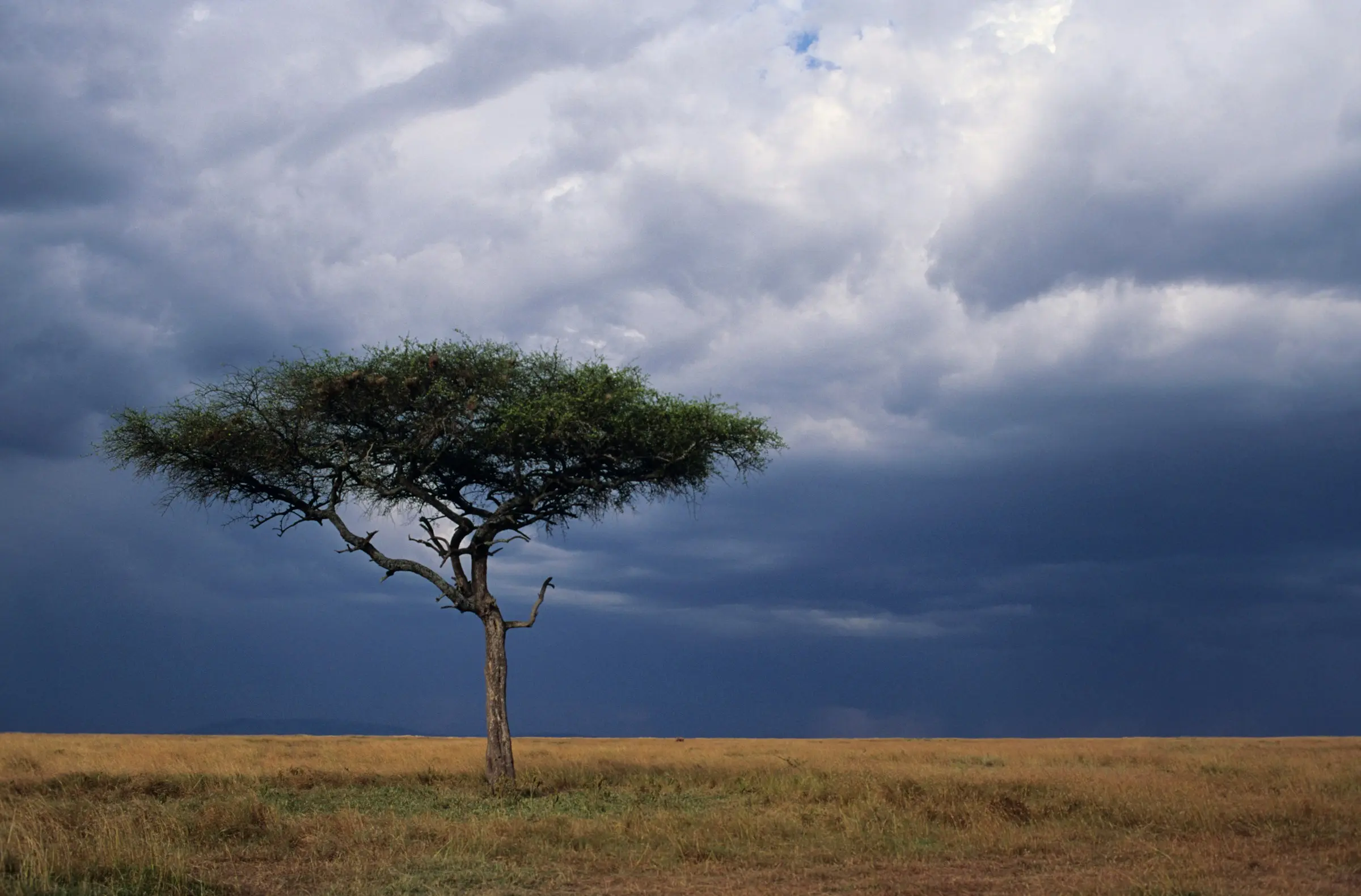 Why Visit Kenya? A Short Planning Primer