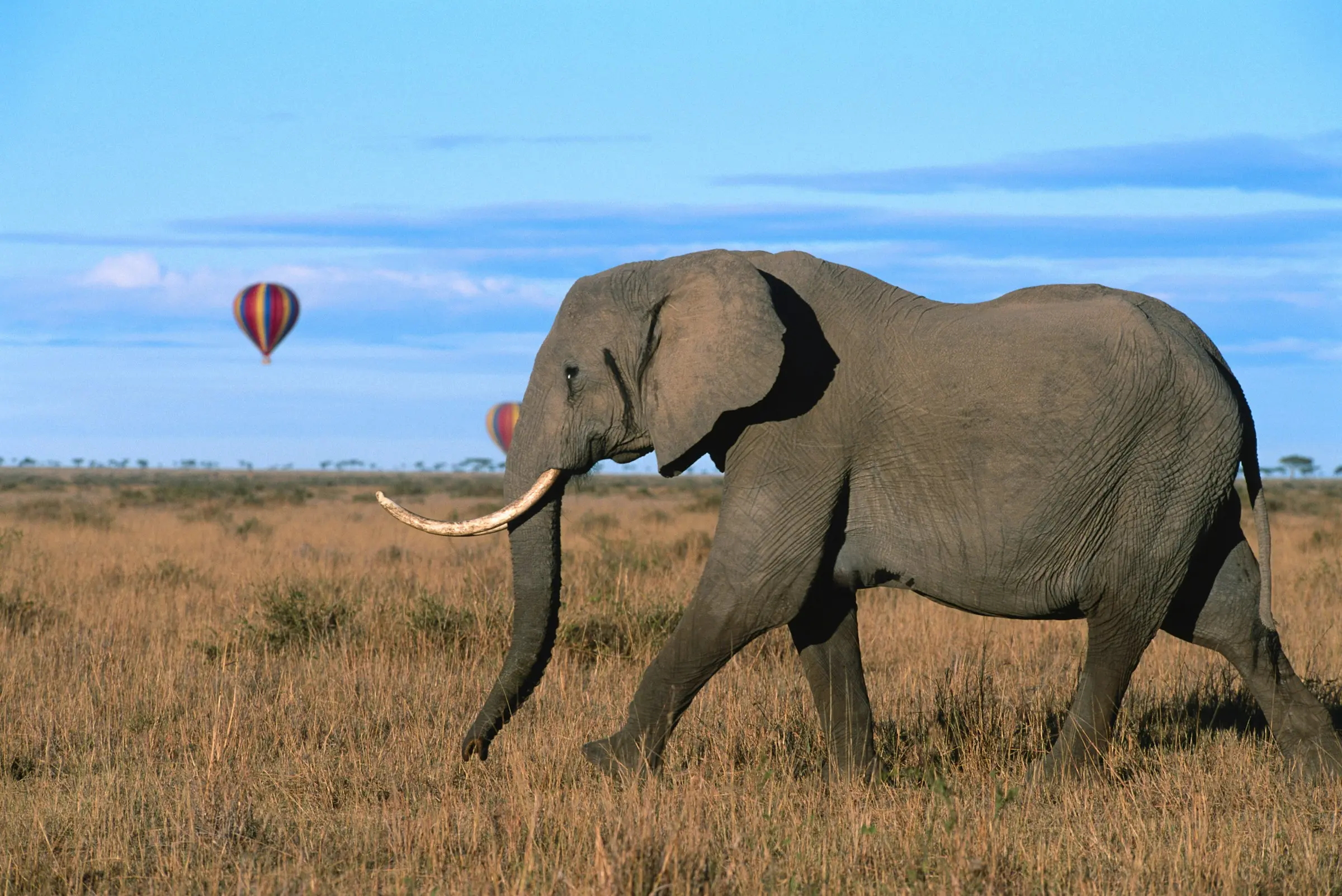 Signature Experiences for Kenya