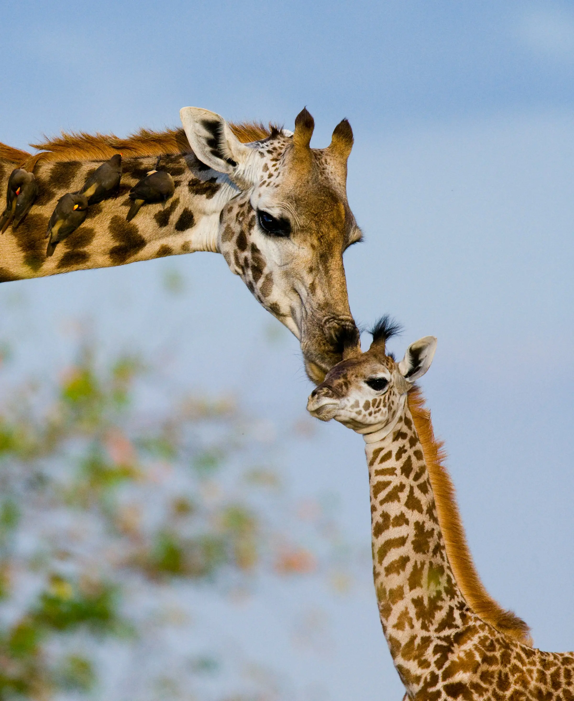 Kenya wildlife scene