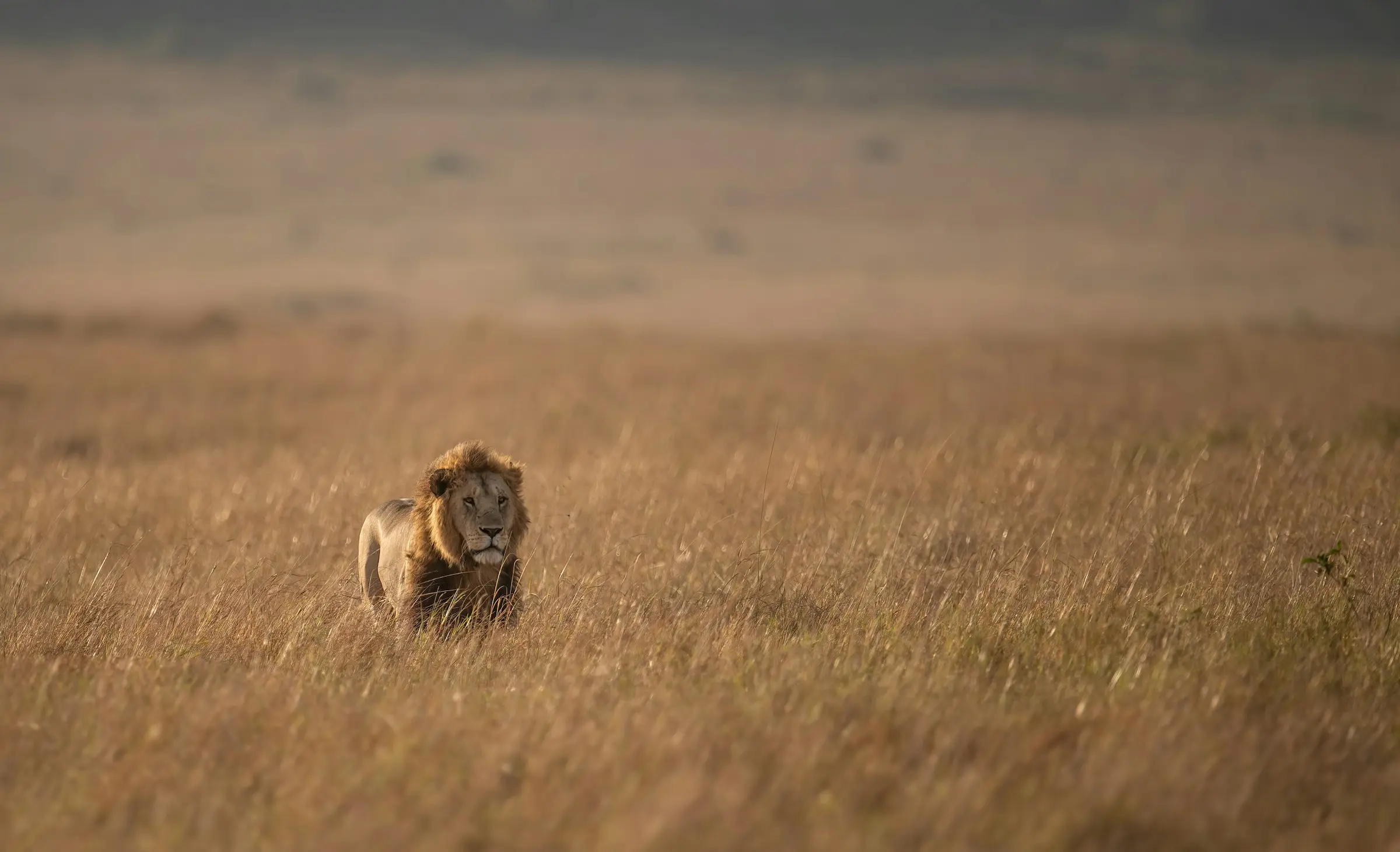 Masai Mara in Kenya