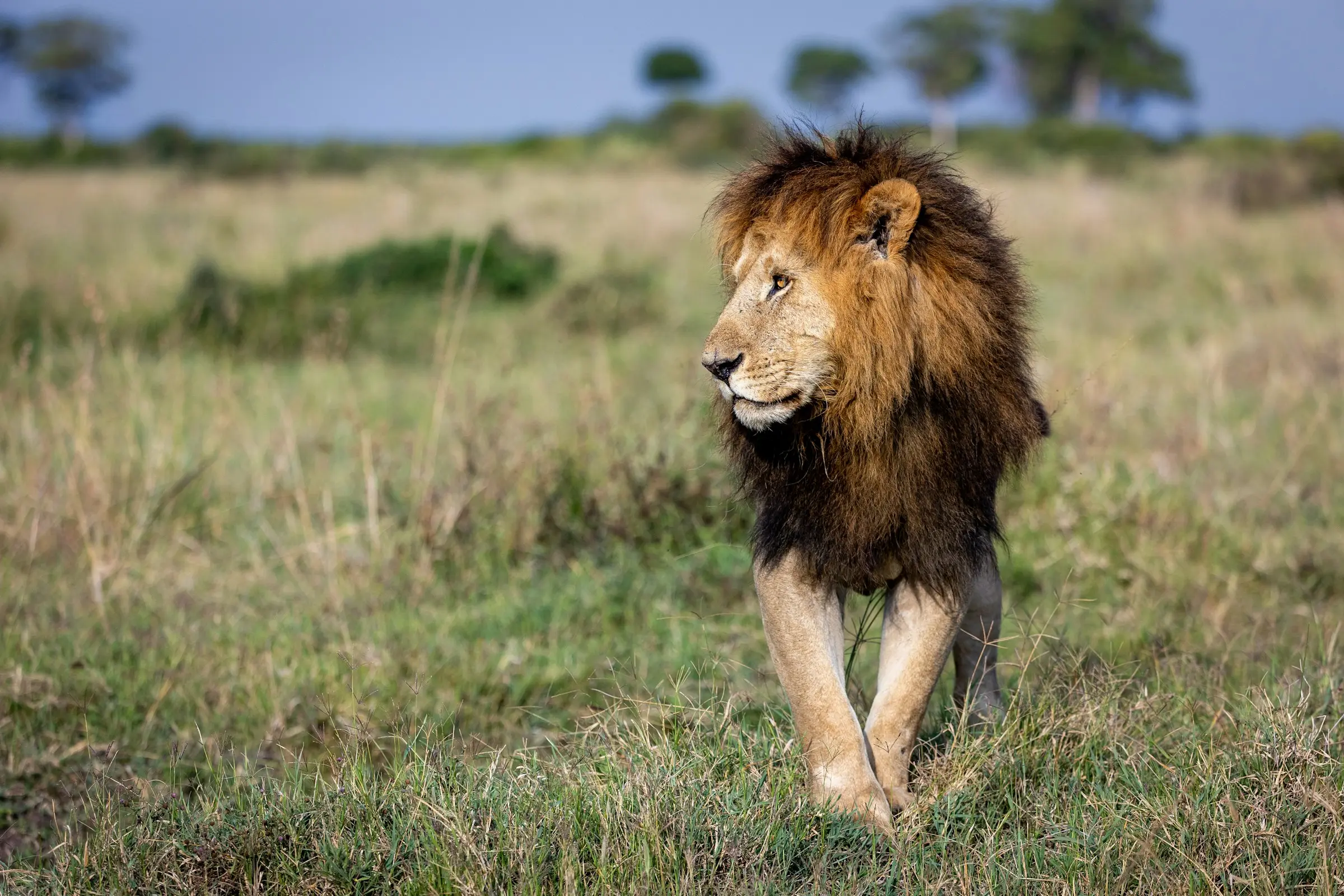 Kenya safari moment