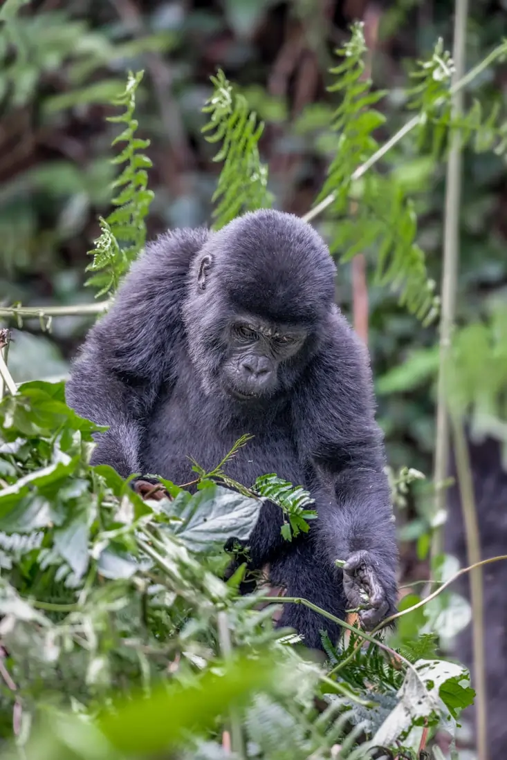 Rwanda wildlife scene