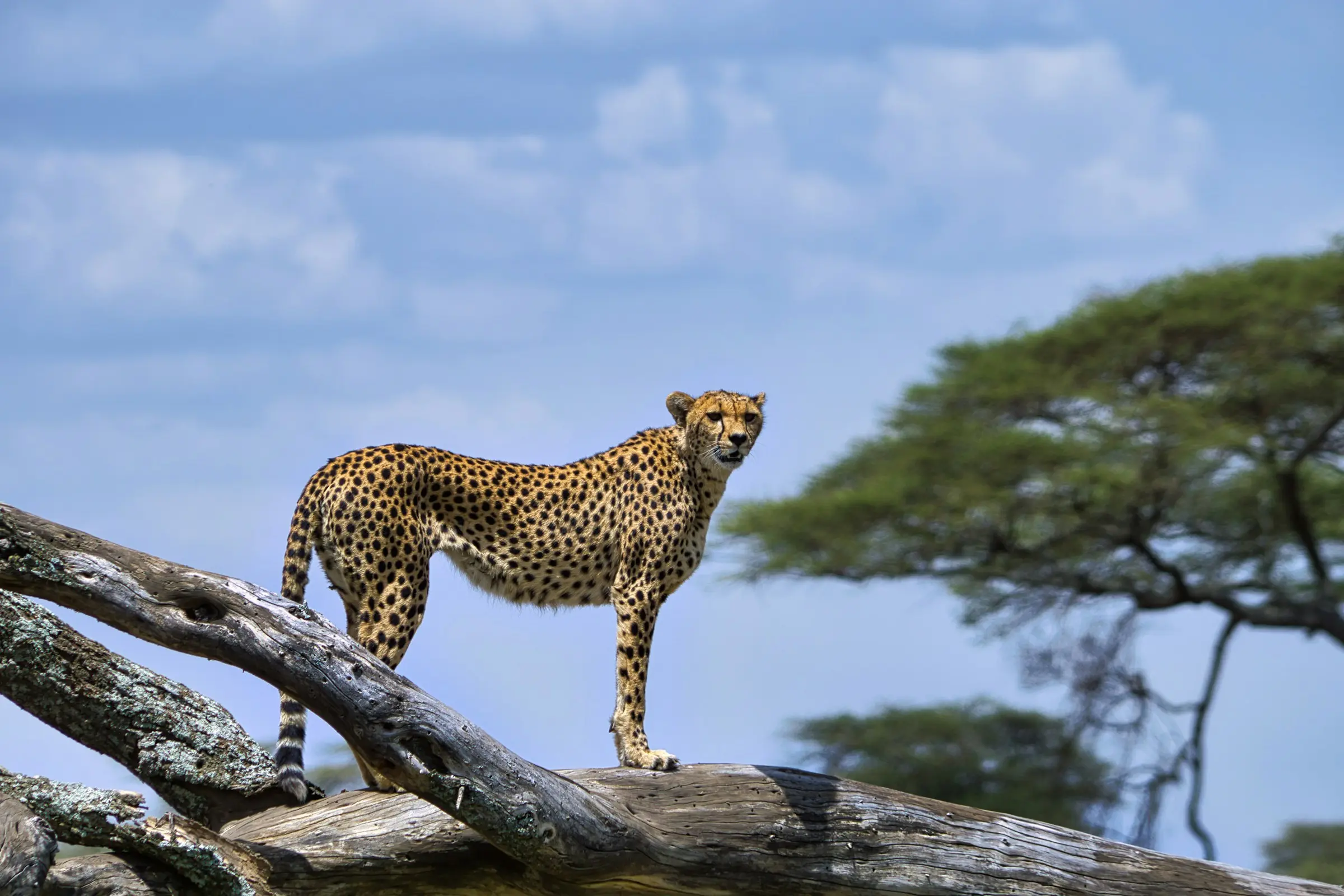 Serengeti to Arusha and Departure on Day 6