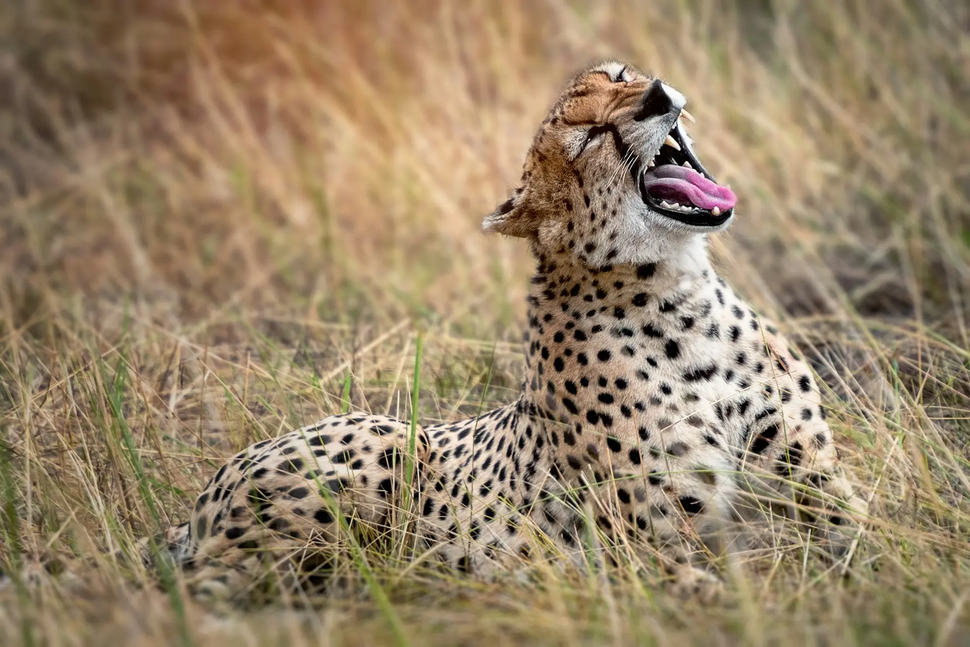 5 Days Tanzania Luxury Safari safari highlight