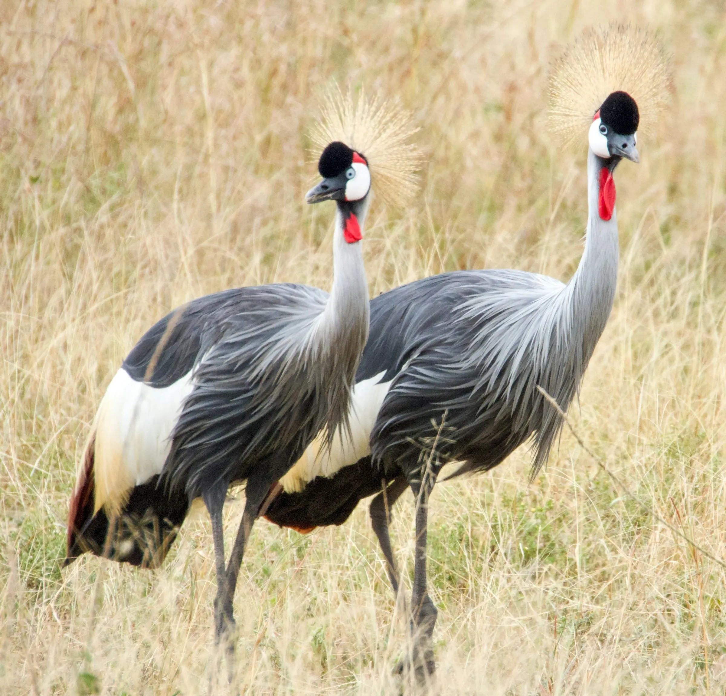 Cross-Border to Serengeti on Day 4