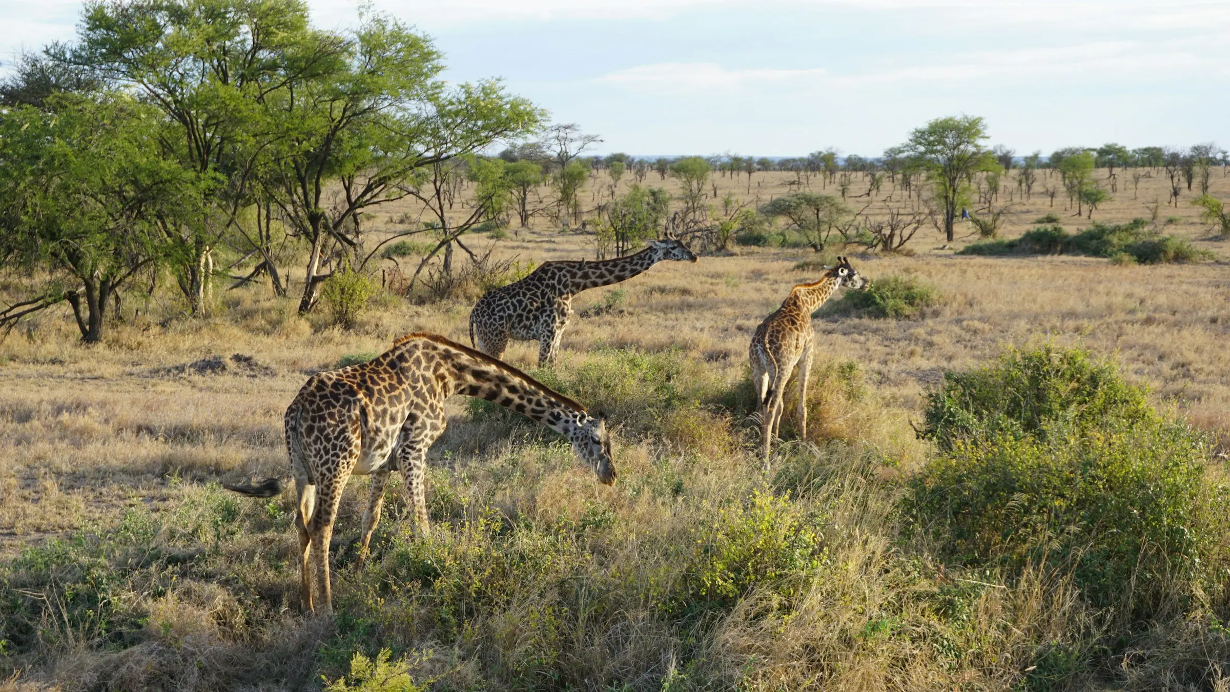 Serengeti Birding Day on Day 5