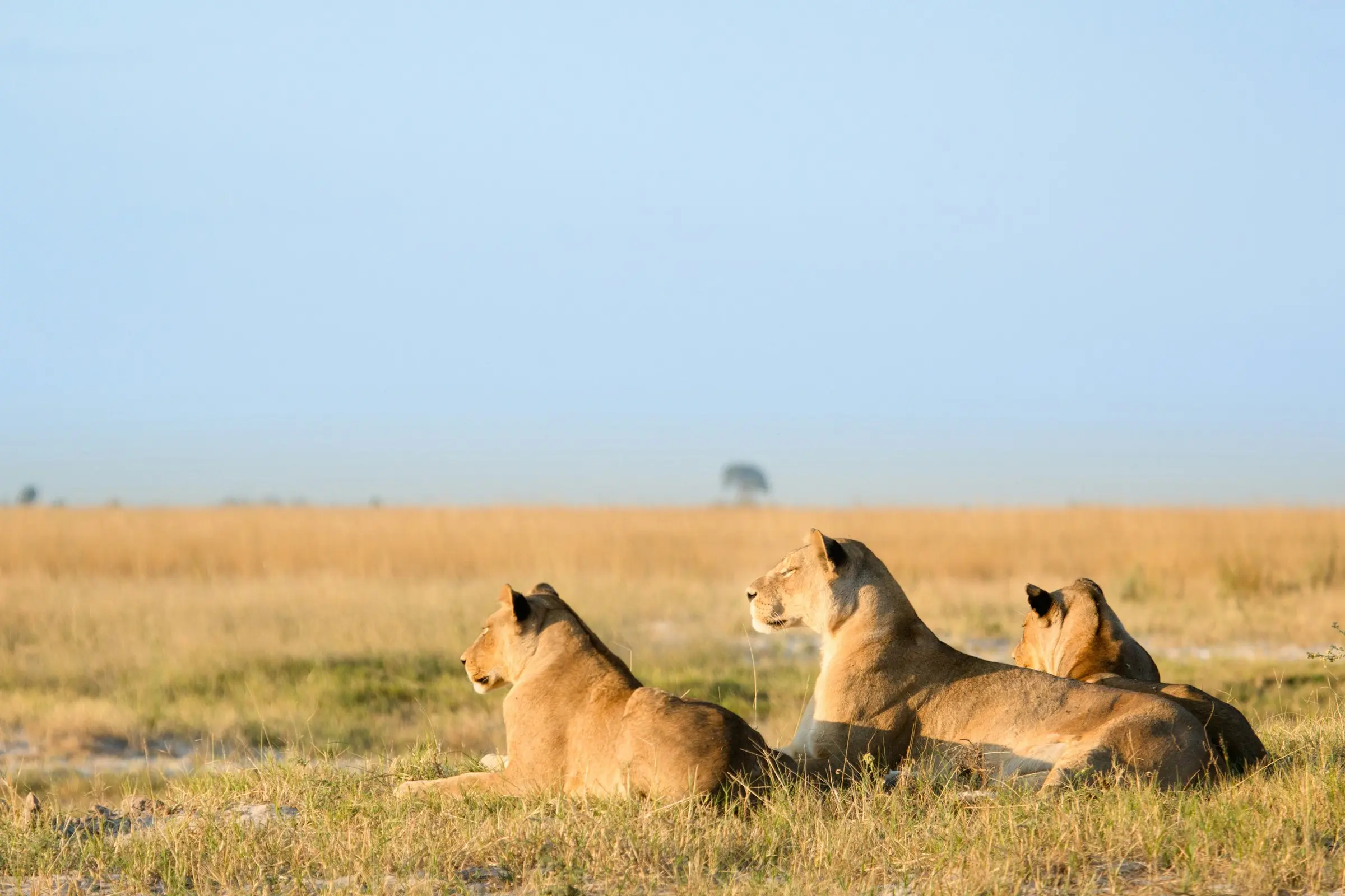 Lionesses resting on the open Serengeti plains